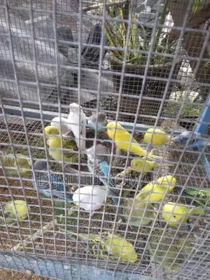 Love Birds