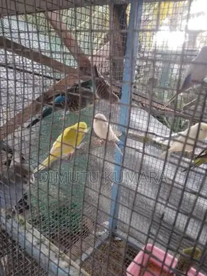 Love Birds