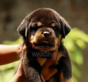 Rottweiler Puppy