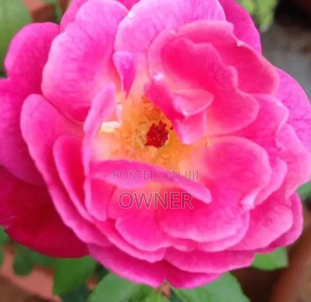Rose Plant