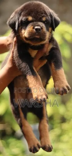 Rottweiler Puppy