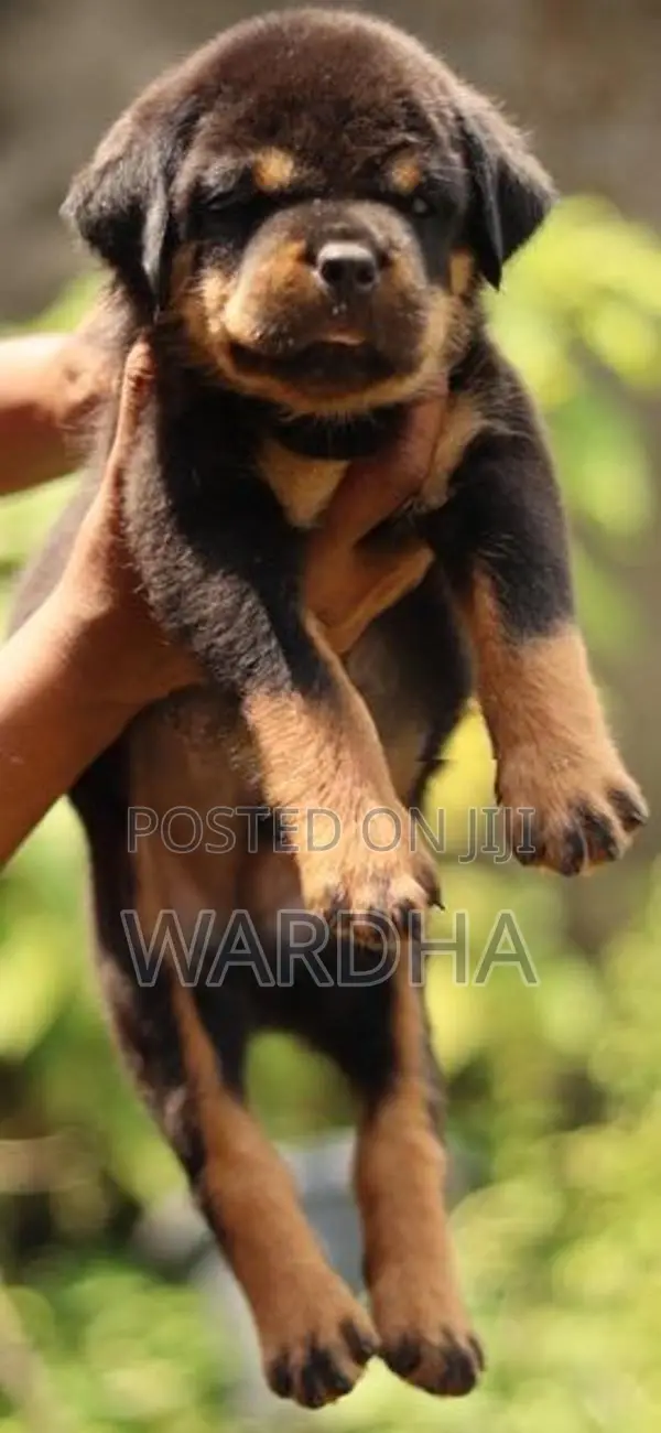 Rottweiler Puppy