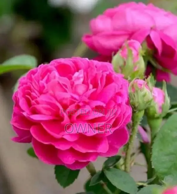 Rose Plant