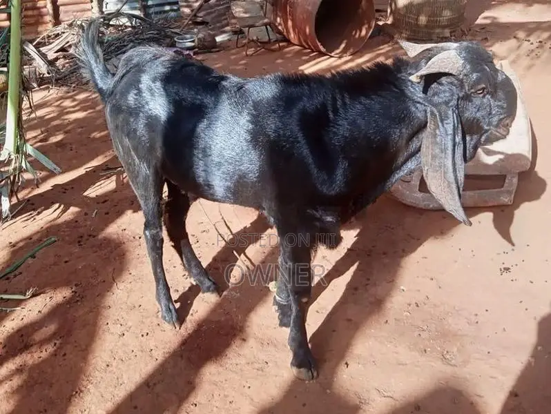 Farm Goat