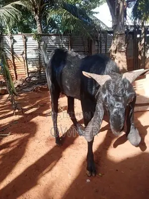 Farm Goat