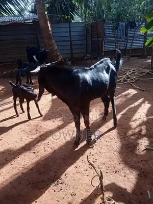 Farm Goat