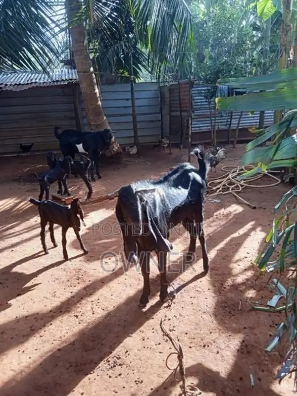 Farm Goat