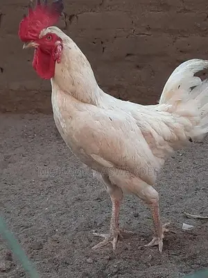 நாட்டு சேவல்