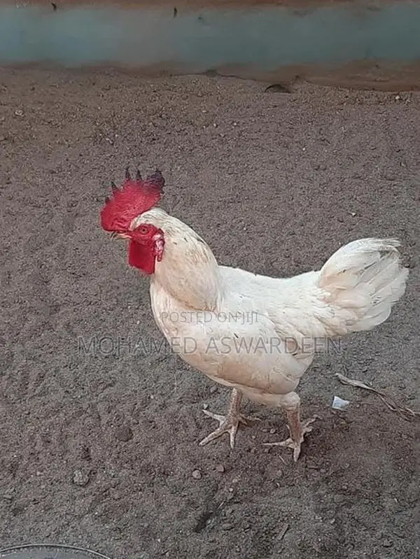 நாட்டு சேவல்