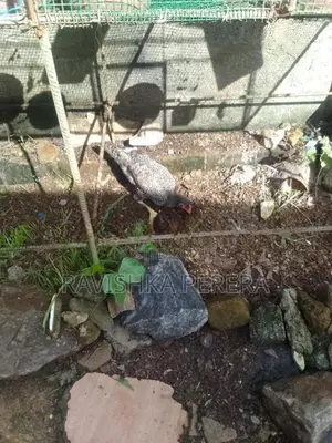 Chickens