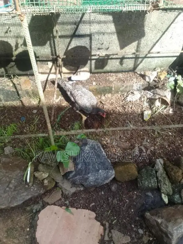 Chickens