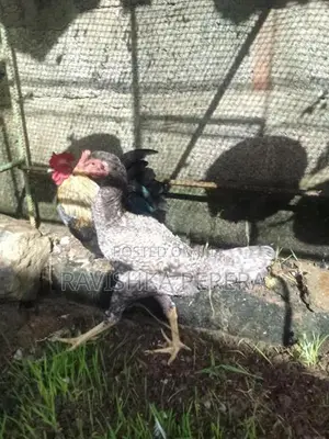 Chickens