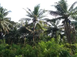 Land Sale Hanwella