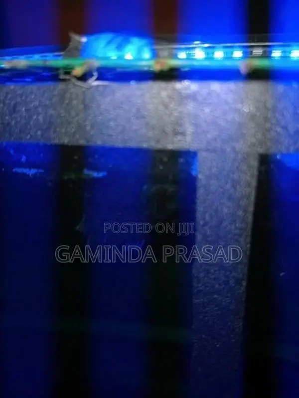 Fighter Fish with Tank