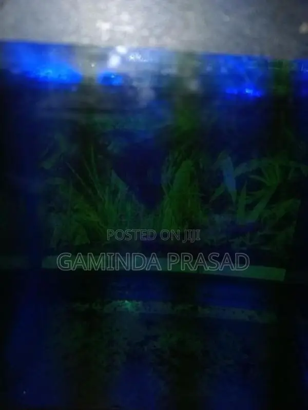 Fighter Fish with Tank