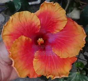செம்பருத்தி