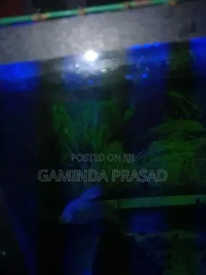 Fighter Fish with Tank