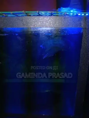 Fighter Fish with Tank