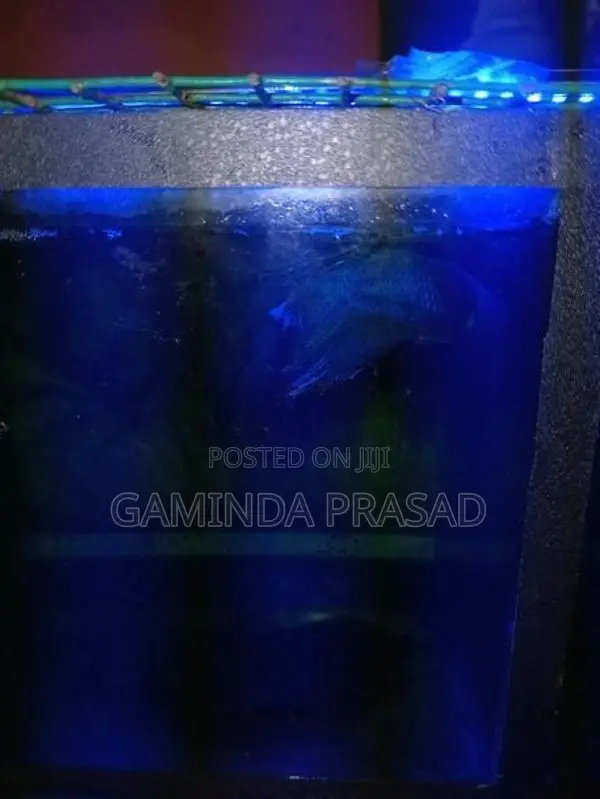 Fighter Fish with Tank