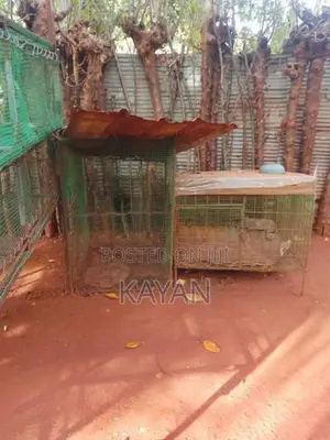 Koodukal