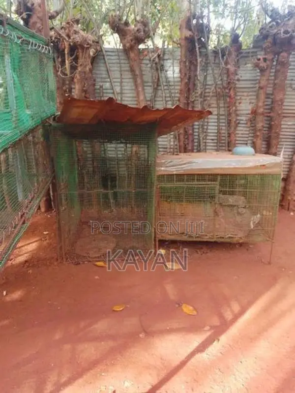 Koodukal