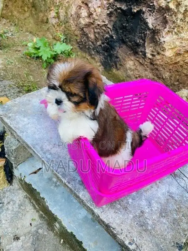 Shih Tzu puppy