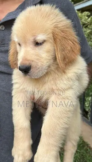 Golden Retriever Puppies