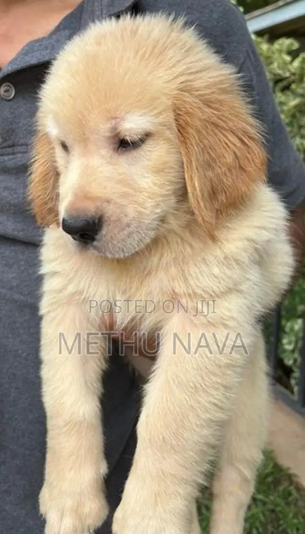 Golden Retriever Puppies