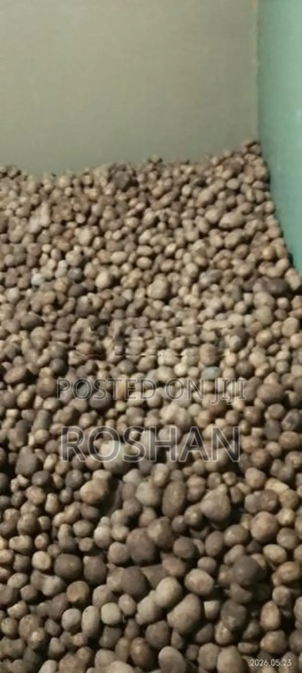 Potato Seed Tubers