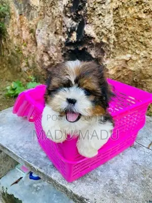 Shih Tzu puppy