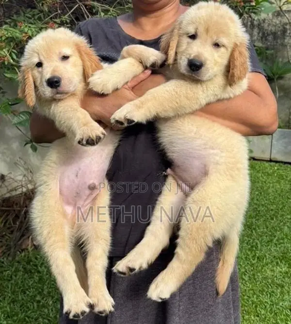 Golden Retriever Puppies
