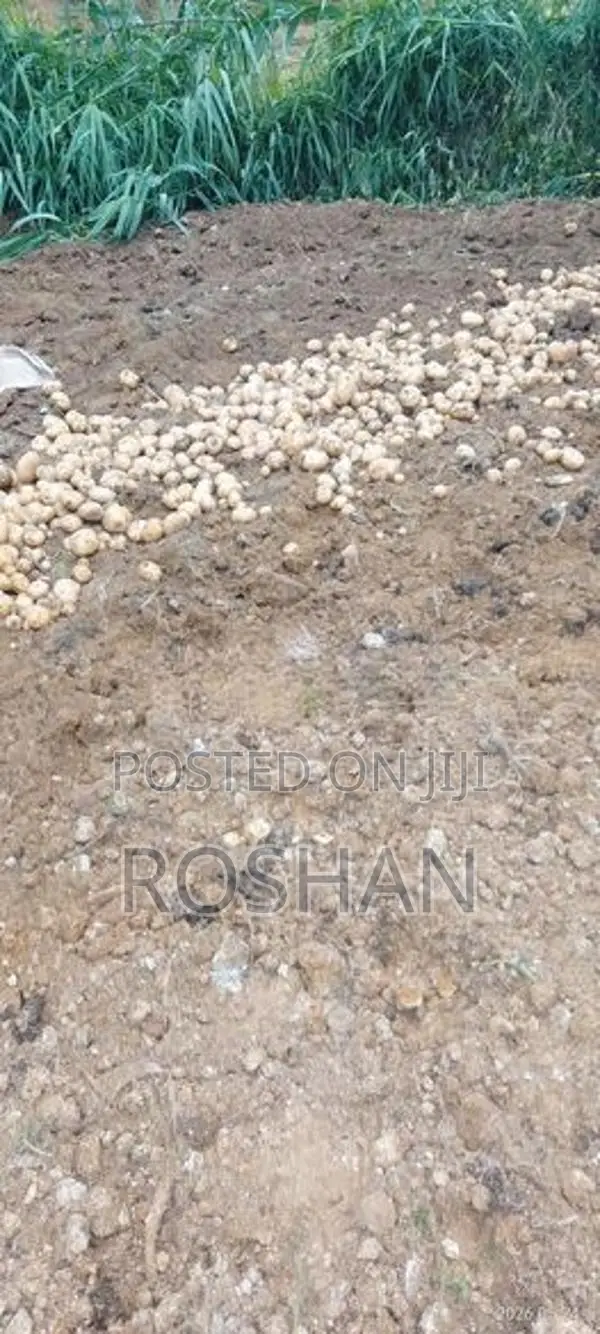 Potato Seed Tubers