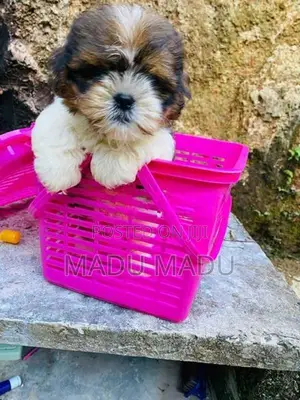 Shih Tzu puppy
