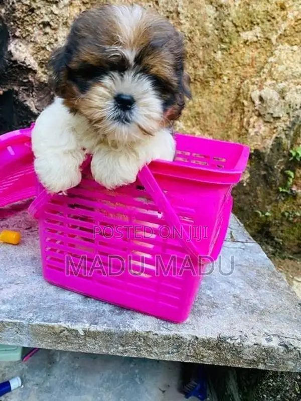 Shih Tzu puppy