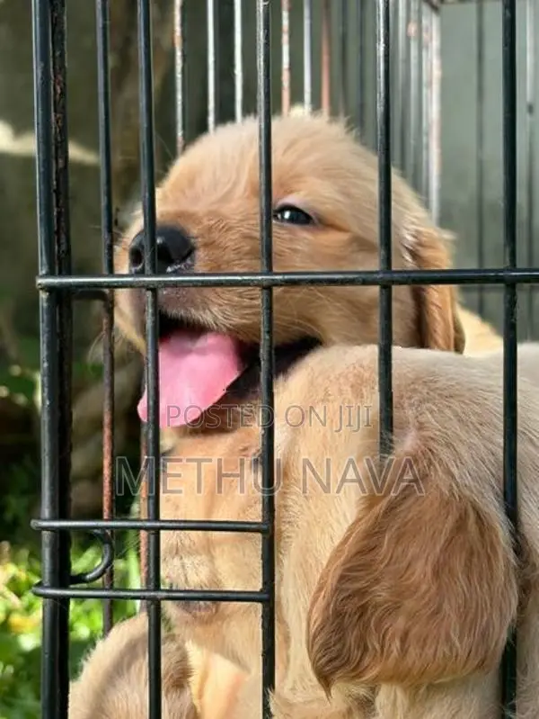 Golden Retriever Puppies