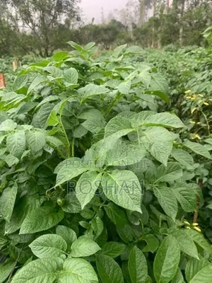 Potato Seed Tubers