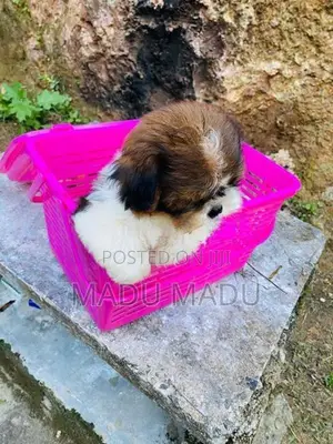 Shih Tzu puppy