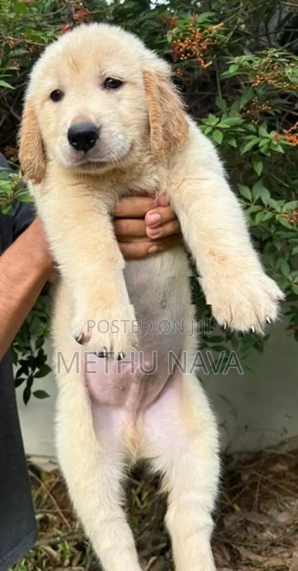 Golden Retriever Puppies
