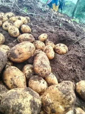 Potato Seed Tubers