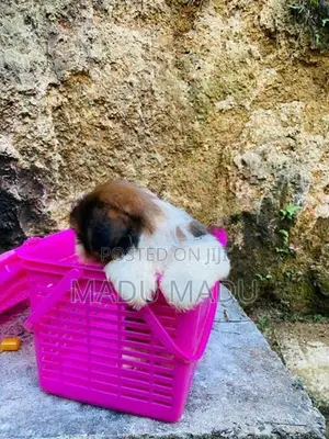 Shih Tzu puppy
