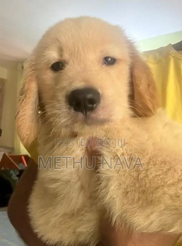 Golden Retriever Puppies