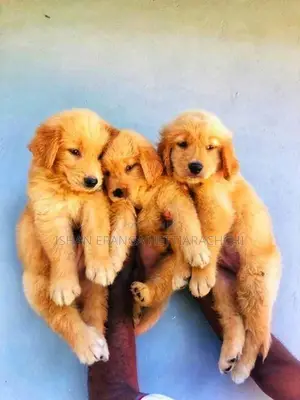 Golden Retriever Puppies
