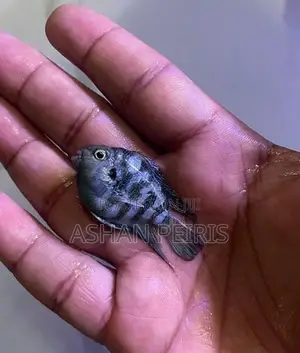 Polar Parrot Blue Fish