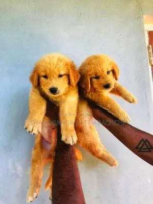 Golden Retriever Puppies