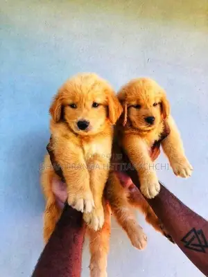Golden Retriever Puppies