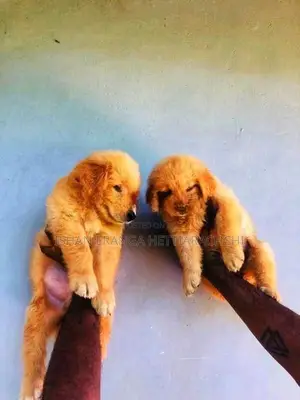 Golden Retriever Puppies
