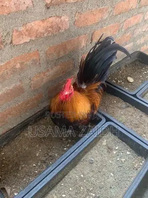 Japanese Bantam