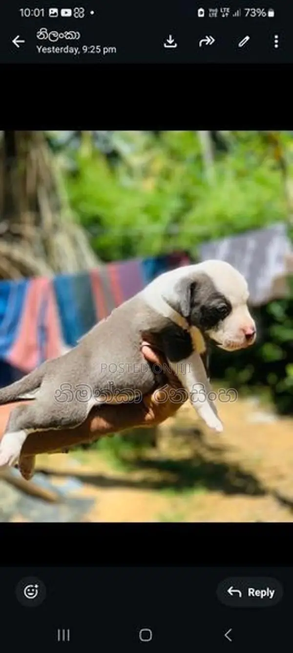 Amarican Bully