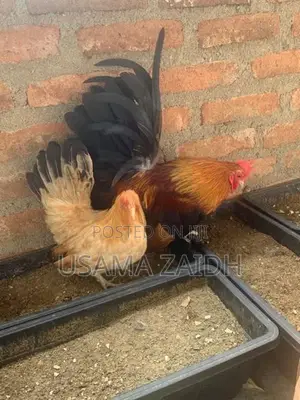 Japanese Bantam