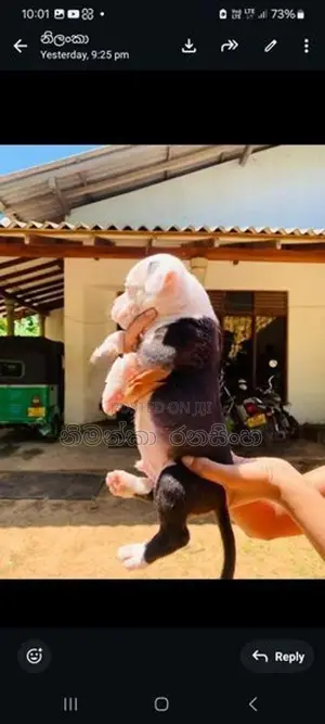 Amarican Bully